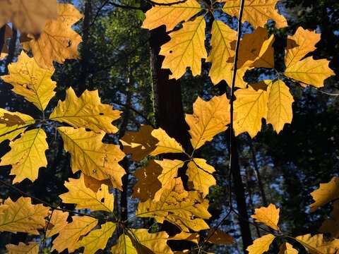 Bl&auml;tter im Wald im Herbst 