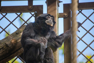 Black spider monkey perched on a tree branch in a zoo enclosure © Anja