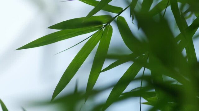 Bamboo Leaves Silhouetted Against Bright Overcast Sky
