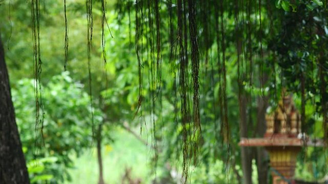 Hanging Aerial Roots Dangling from Banyan Tree in Lush Green Jungle