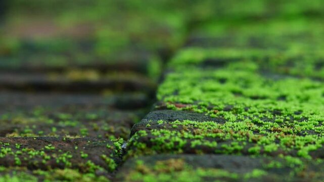 Close-up of vibrant green moss growing on weathered terracotta roof tiles, natural macro texture of aged clay tile with lichen