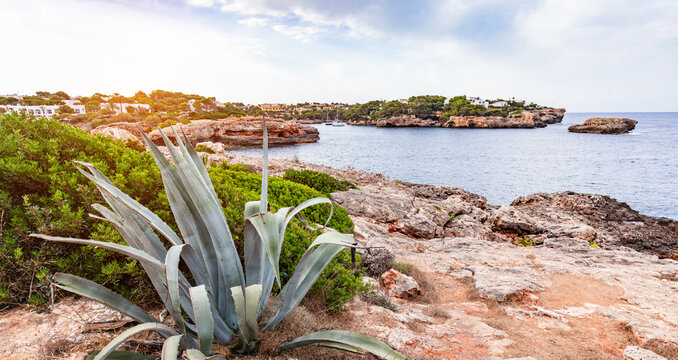 Agave above rocky cove in scenic Cala d'Or, Mallorca, Spain.