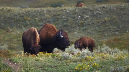 Bison graze peacefully on a grassy plain. Yellow wildflowers dot the meadow's edge. Young bison walks near its herd. One adult bison faces the camera. The scene suggests calm © Mark