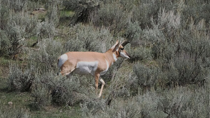 Pronghorn antelope runs through sagebrush plain. It leaps with light, agile motion. Sunlight glints off its tan, white-flecked coat. Sagebrush sways softly around its path © Mark
