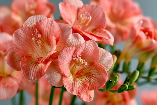 Cluster of delicate light orange freesia flowers in full bloom with colorful flower