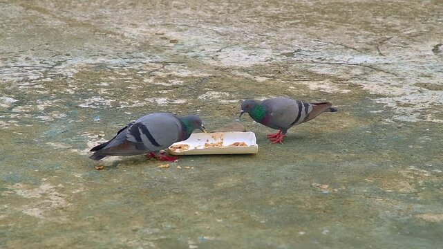 Two Rock Pigeons Feeding Together from a Food Tray on Ground