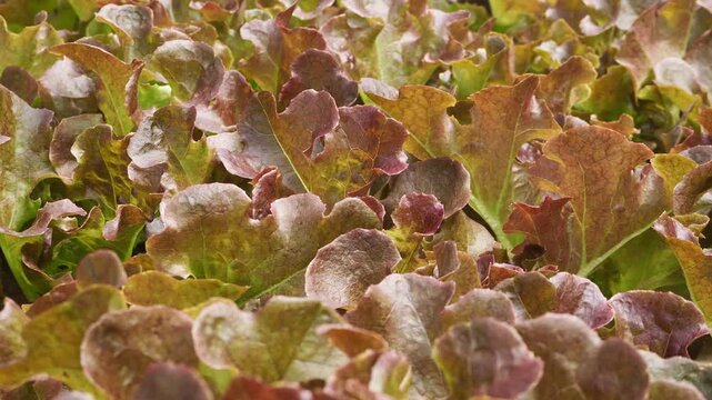 Close-up view of red lettuce plants with delicate ruffled leaves