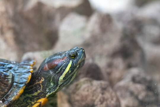 Side view head shot of a colorful red-eared slider resting near rocks