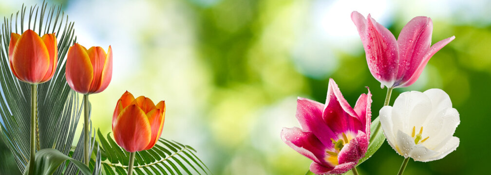 Flowers bloom in a garden during spring with bright colors and green leaves