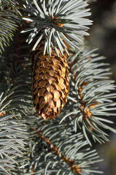 Pine cone hanging on tree branch surrounded by green needles in an outdoor setting