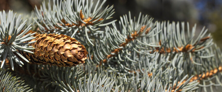 Close view of a pine cone among the blue-green needles of a conifer tree in a natural setting