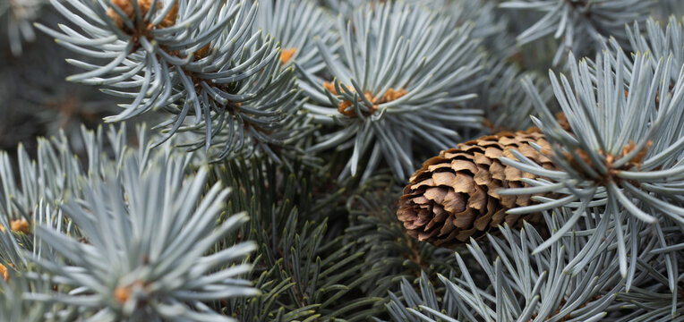 Pine cone resting among green pine needles in a forest setting
