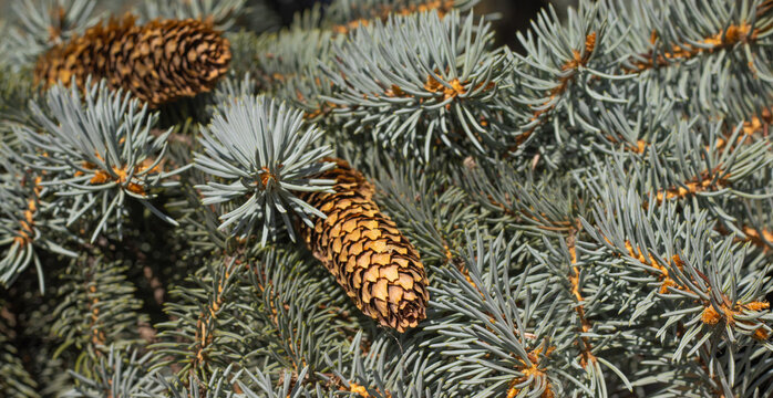 Pine cones on branches of blue spruce trees in a natural setting during daylight