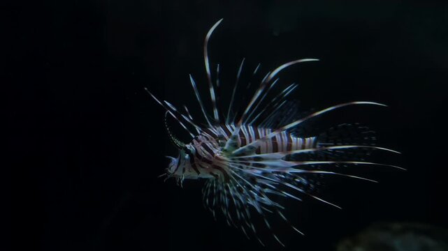 A red lionfish swimming gracefully through dark aquarium water with its dramatic fan-like fins