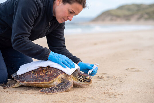 Marine Biologist Measuring Sea Turtle Shell on Sandy Beach