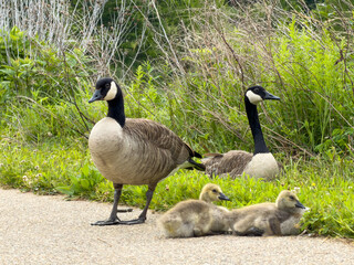 Two adult Canada geese standing guard over three fluffy goslings resting on a gravel path beside lush green brush © vesperstock