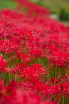 Red spider lily (Lycoris radiata) field in full bloom at Expo '70 Commemorative Park, Osaka, Japan, autumn flower background