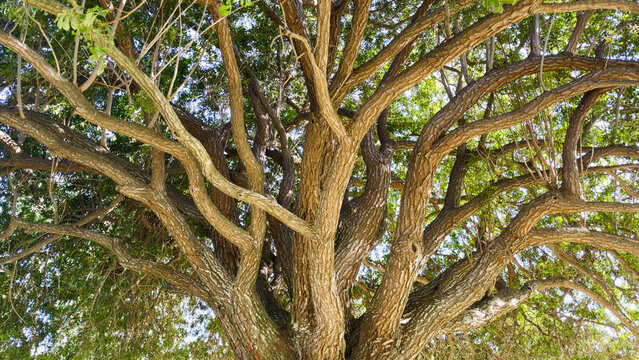 a broad tree trunk branches outward into thick textured boughs surrounded by lush green leaves under bright daylight