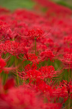 Red spider lily (Lycoris radiata) field in full bloom at Expo '70 Commemorative Park, Osaka, Japan, autumn flower background