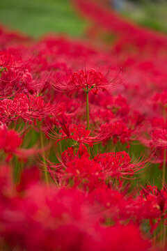 Red spider lily (Lycoris radiata) field in full bloom at Expo '70 Commemorative Park, Osaka, Japan, autumn flower background