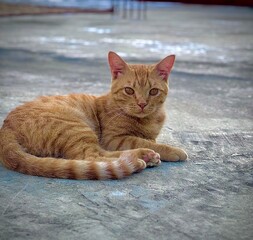 cat on the floor © Behraj