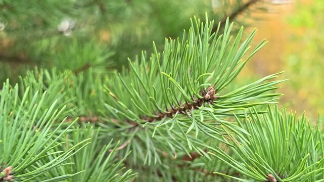 A close-up view of a pine tree branch with needles and cones