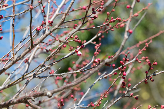 Close Up of Red Plum Tree Buds on Branches in Spring Season with Blue Sky Background