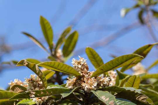 Close Up of White Loquat Flowers and Green Leaves in Winter Season with Blue Sky Background