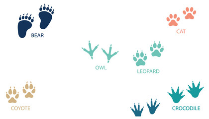 Animal footprint vector set featuring named tracks of wild bear coyote owl leopard cat and crocodile isolated on white. © MdRukonIslam