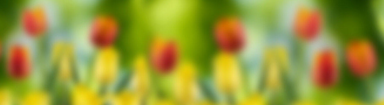 Colorful flowers bloom in a garden during spring season with green leaves. The image is blurred and out of focus.