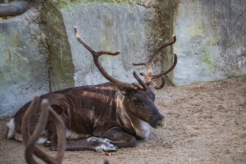 Large reindeer with velvet antlers resting on the ground in a zoo enclosure © Anja