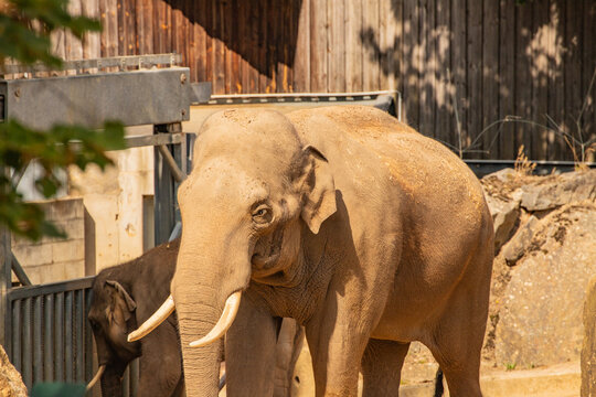 Large Asian elephant with tusks standing in a sunny zoo enclosure