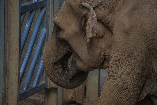 Side view of a majestic adult Asian elephant in a zoological park