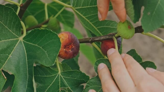 closeup hands lift ripe figs from dark branch then release, soft daylight highlights velvety skin and veins