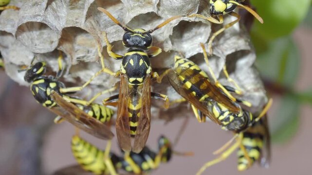 Macro shot of paper wasps working on a honeycomb nest outdoors   