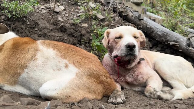 Two male dogs after rivalry for female, resting together beside her in meadow, scene of tension resolved into calm coexistence, symbol of social dynamics in animals