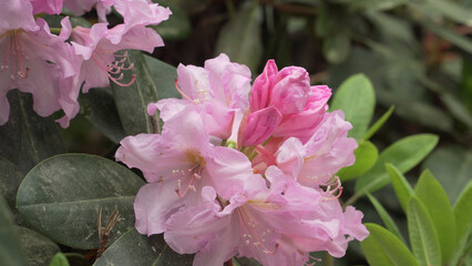 Rose Marie Rhododendron Flowers in Macro Close Up Garden Scene © Uldis