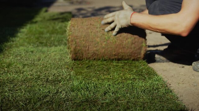Unrolling green turf grass roll for new lawn landscaping. professional gardener working with new fresh lawn. close-up view of worker hands and grass.