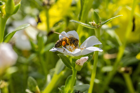 bee collecting pollen on a flower