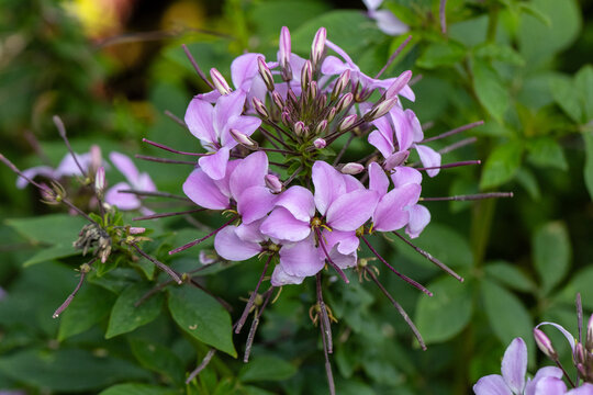 Cleome hassleriana Spider Flower purple