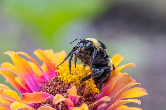 macro of bee on orange flower