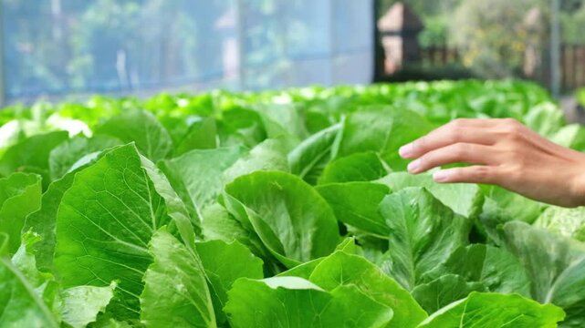 A young Asian farmer inspects vegetables from a hydroponic farm in the morning&mdash;fresh, organically grown produce from a hydroponic greenhouse. Cultivating and producing mustard greens using modern farm