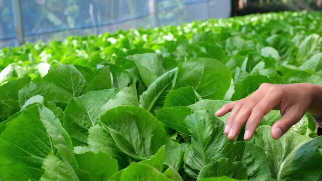 A young Asian farmer inspects vegetables from a hydroponic farm in the morning&mdash;fresh, organically grown produce from a hydroponic greenhouse. Cultivating and producing mustard greens using modern farm