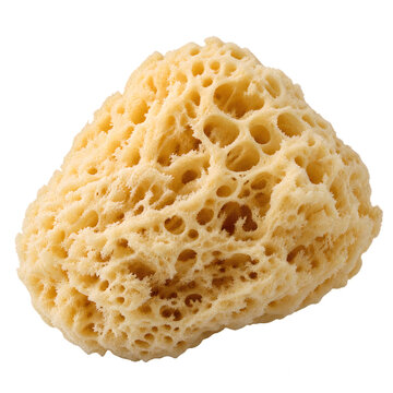 Natural sea sponge isolated on white background, featuring porous texture and organic shape used for bath, skincare, and body hygiene products.