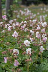 Fototapeta premium Bumblebee pollinates blooming geranium cantabrigiense biokovo flowers in a sunny backyard garden. This perennial groundcover cranesbill represents horticulture, landscaping and summer ecology.