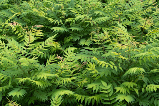 Sorbaria sorbifolia false spirea shrub grows with dense pinnate leaves to create a natural foliage texture background for botanical landscape design and eco friendly environment concept.
