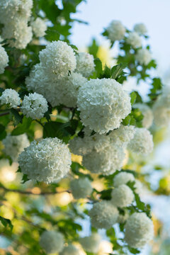 White snowball viburnum flowers bloom on green bush branches in spring garden. Decorative guelder rose blossoms grow outdoors. Beautiful floral backdrop for gardening or pollen allergy theme.