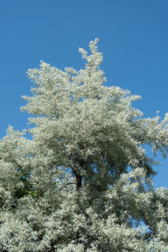 Russian olive tree crown stands out under bright sun. Oleaster branches with distinctive silver leaves grow against clear blue sky. Natural botanical texture for environmental design.