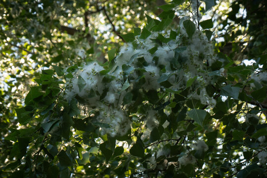 White poplar fluff and seeds cover a green deciduous tree branch during summer bloom. Seasonal allergen source creates a natural background for healthcare, medicine, or ecology concepts.