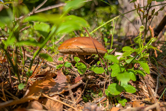 Bay bolete in forest